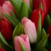 Send a bouquet of red and pink tulips.