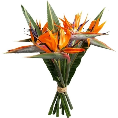 Send a bouquet of exotic Strelitziasto Sofia, Plovdiv, Varna