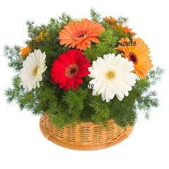 Send a basket with multicoloured gerberas to Sofia.