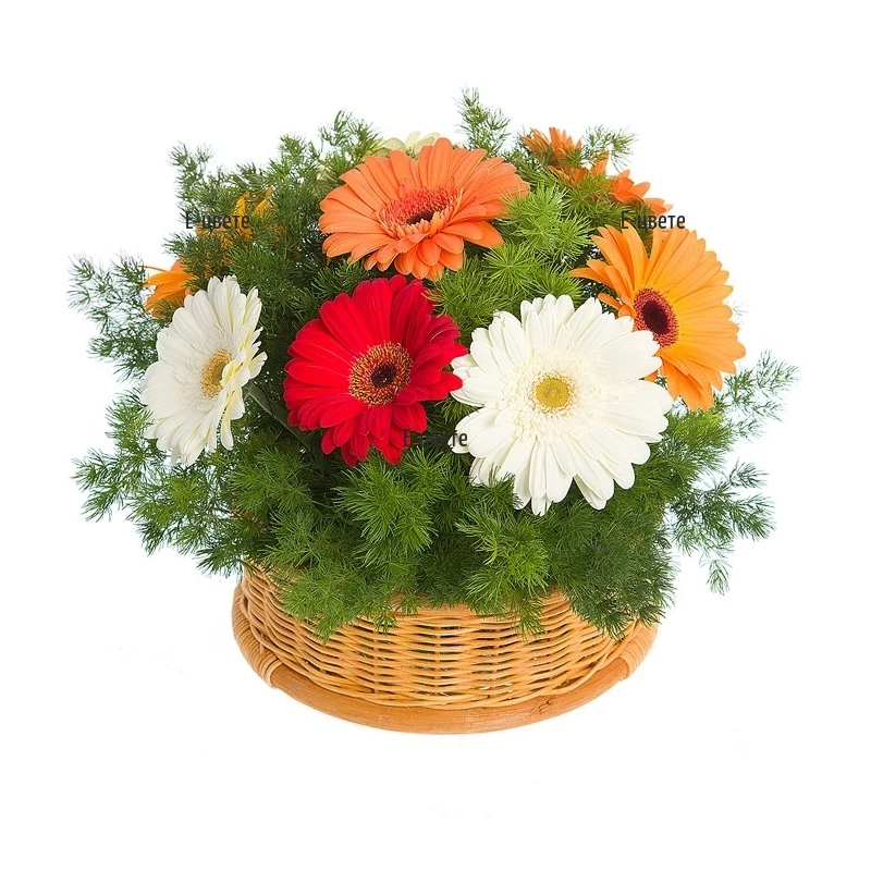 Send a basket with multicoloured gerberas to Sofia.