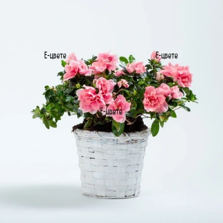 Send pink Azalea potted plant