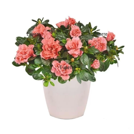 Send pink Azalea potted plant