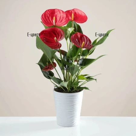 Send red Anthurium potted plant