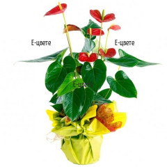 Send red Anthurium potted plant