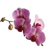 Send pink Phalaenopsis orchid by courier