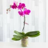 Доставка на розова орхидея фаленопсис с куриер