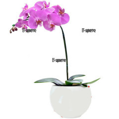 Доставка на розова орхидея фаленопсис с куриер