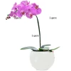 Send pink Phalaenopsis orchid by courier
