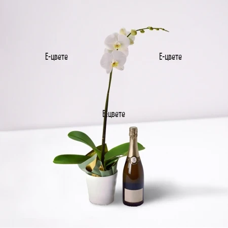Send white Phalaenopsis orchid to Sofia, Plovdiv, Varna.
