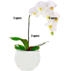 Send white Phalaenopsis orchid to Sofia, Plovdiv, Varna.