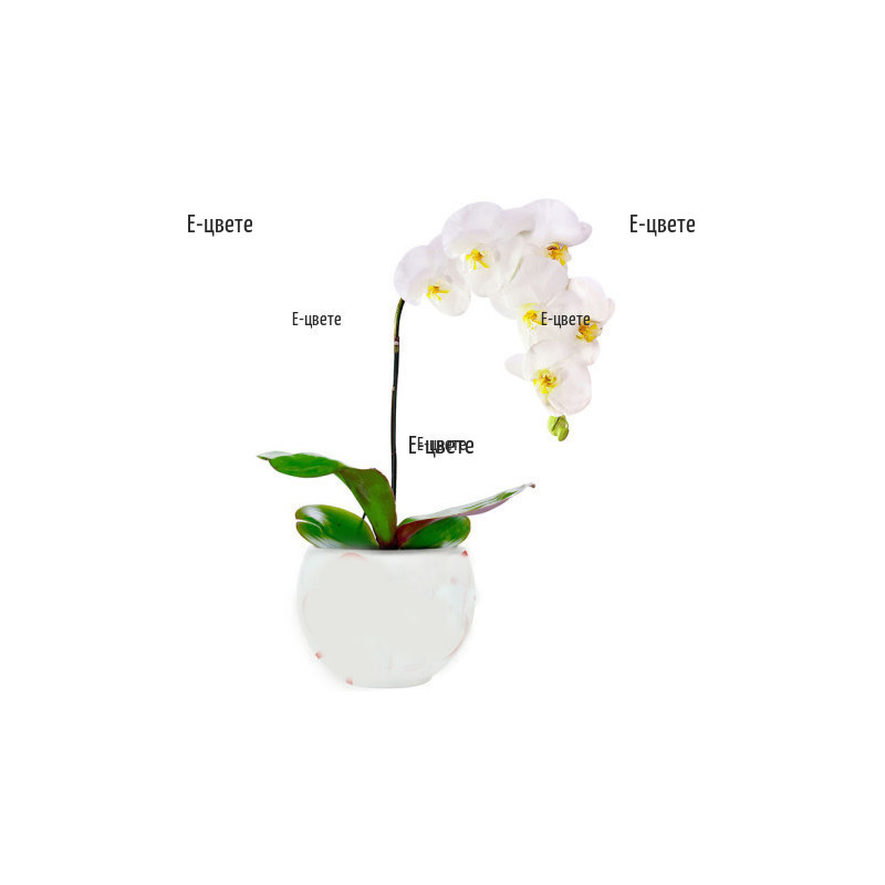 Send white Phalaenopsis orchid to Sofia, Plovdiv, Varna.