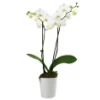 Send White Phalaenopsis orchid plant
