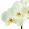 Send White Phalaenopsis orchid plant