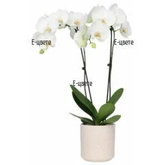 Доставка на бяла орхидея в саксия