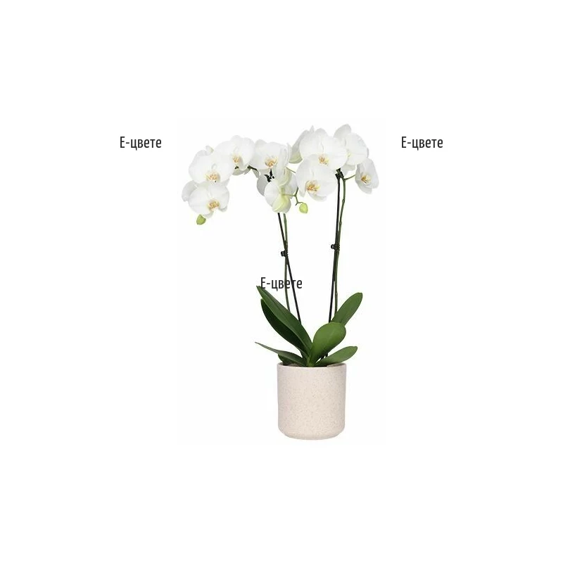 Send White Phalaenopsis orchid plant