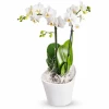Доставка на бяла орхидея в саксия