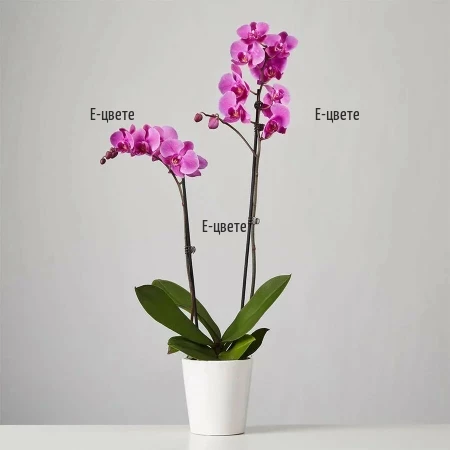 Senad Pink Phalaenopsis orchid by courier to Sofia.