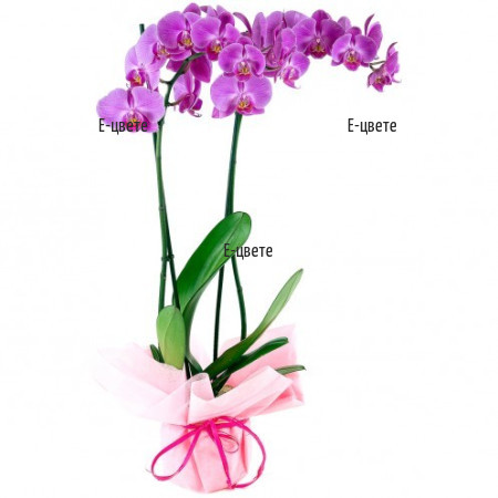 Senad Pink Phalaenopsis orchid by courier to Sofia.