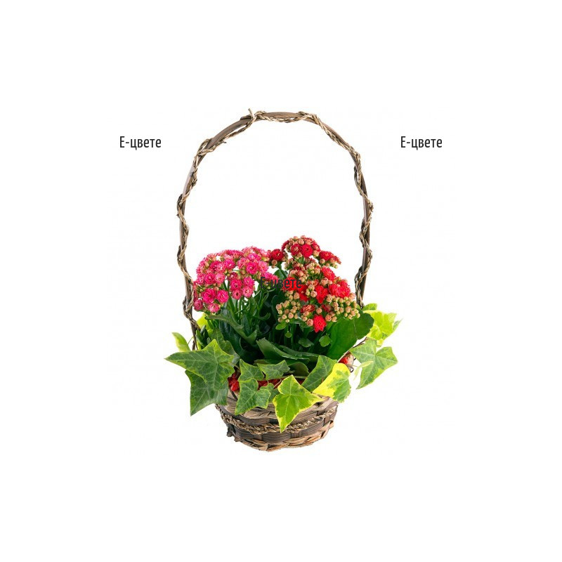 Send a basket with Kalanchoe plants