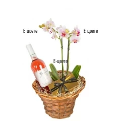 Send a basket with orchid plant and gifts to Sofia