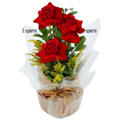 Send an arrangement of roses  to Sofia.