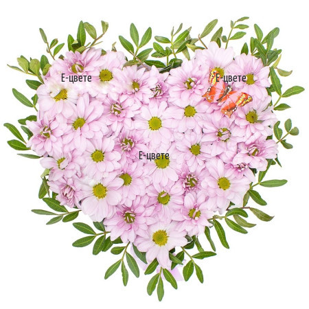 Heart of pink chrysanthemums