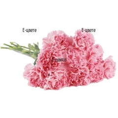 Pink Carnations Funeral Flowers Delivery