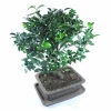 Send a bonsai - Ficus Ginseng to Sofia, Plovdiv, Varna