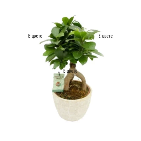 Send a bonsai - Ficus Ginseng to Sofia, Plovdiv, Varna