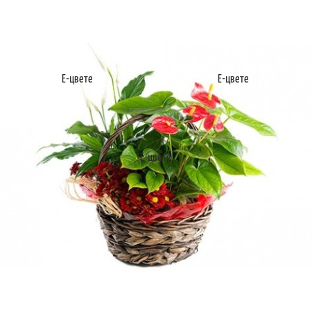 Send a basket with Anthurium and Spathiphyllum