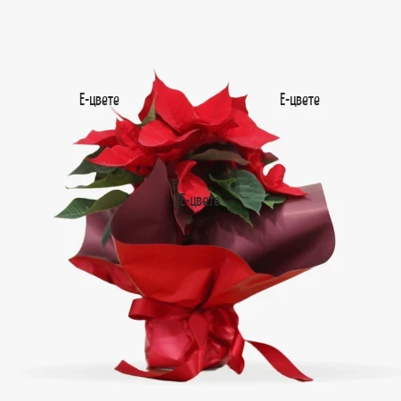 Flower delivery - Poinsetia to Sofia, Plovdiv, Varna, Burgas