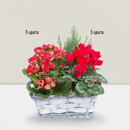 Flower delivery - a basket with pot plants