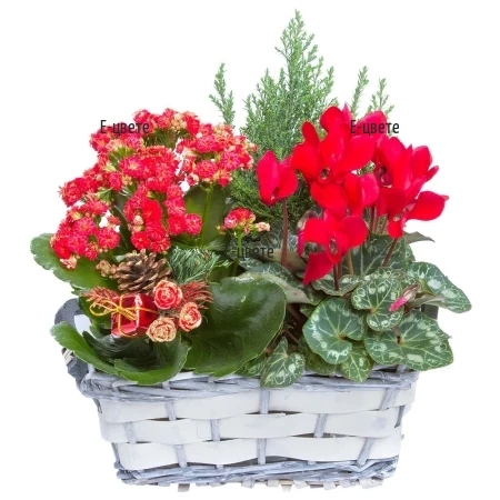 Flower delivery - a basket with pot plants