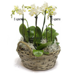 A basket arranged with Phalaenopsis orchids