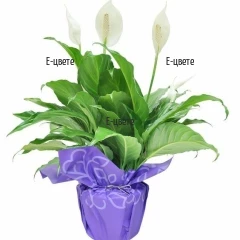 Онлайн поръчка на цвете в саксия Спатифилум