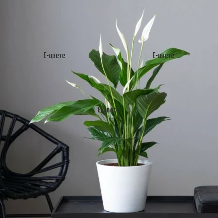 Оnline order of potted plants - Spathiphyllum
