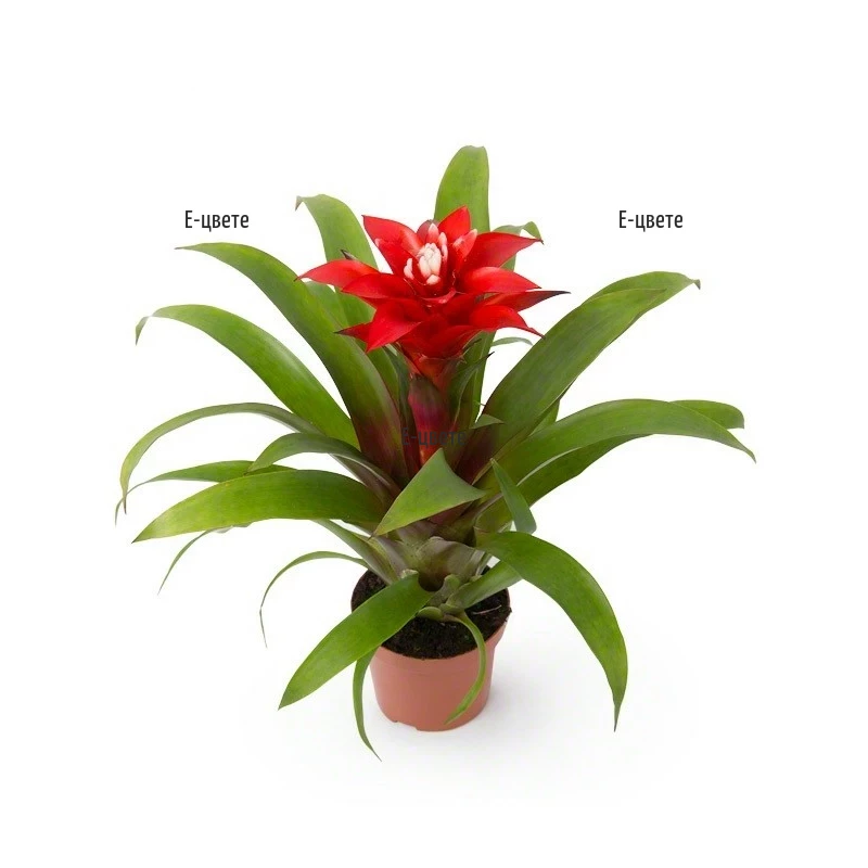 Send potted plant - Guzmania