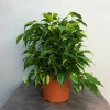 Send potted plant - Ficus