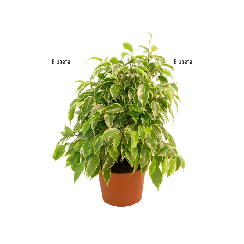 Send potted plant - Ficus