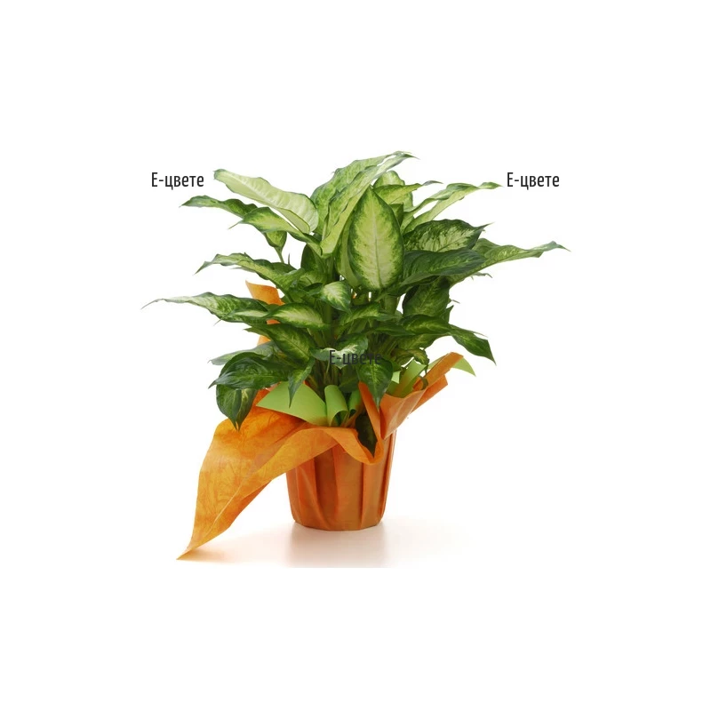 Online order and delivery of potted plant - Dieffenbachia