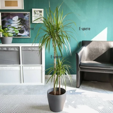 Online order of Dracaena plant