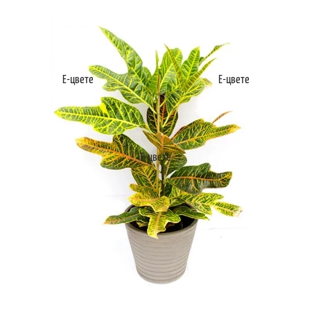 Send Croton potted plant by courier