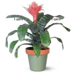 Send Aechmea potted plant