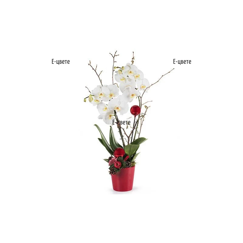 Орхидея Фаленопсис с коледна украса