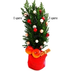 Send a Christmas cypress for the holiday