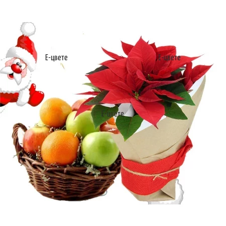 Send a Poinsettia and fruit basket