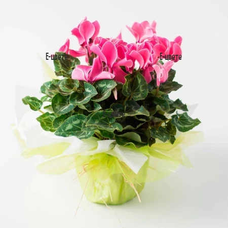 Send pot plant Cyclamen