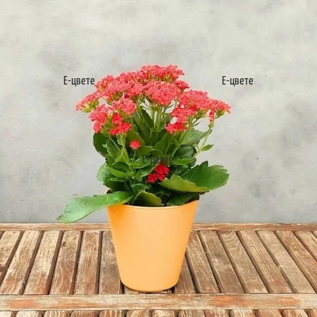 Red kalanchoe in ceramic pot or with ribbon