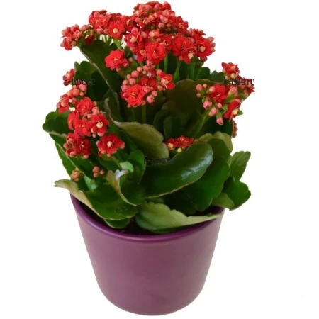 Red kalanchoe in ceramic pot or with ribbon