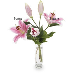 Send a bouquet of one lily to Sofia, Plovdiv, Varna, Burgas